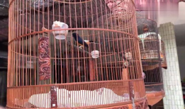 长尾四喜鸟大叫视频,揭秘其独特鸣叫之谜